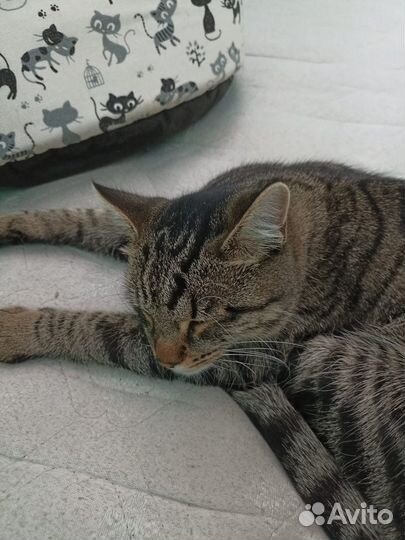 Котик в дар