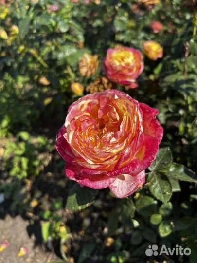 Розы (саженцы)