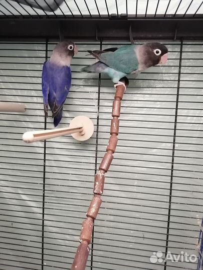 Попугай неразлучники