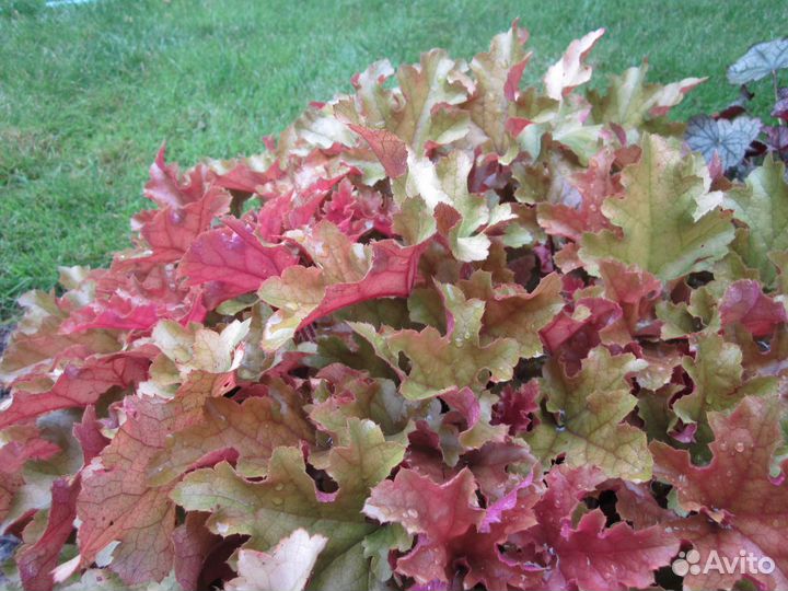 Гейхера Мармелад (Heuchera Marmalade)