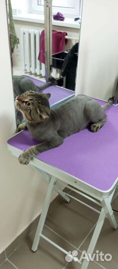 Стрижка собак и кошек