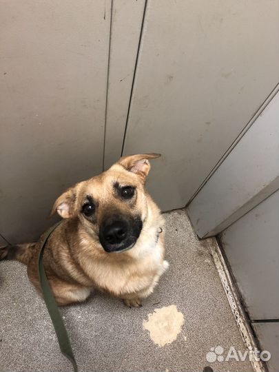 Собака в добрые руки