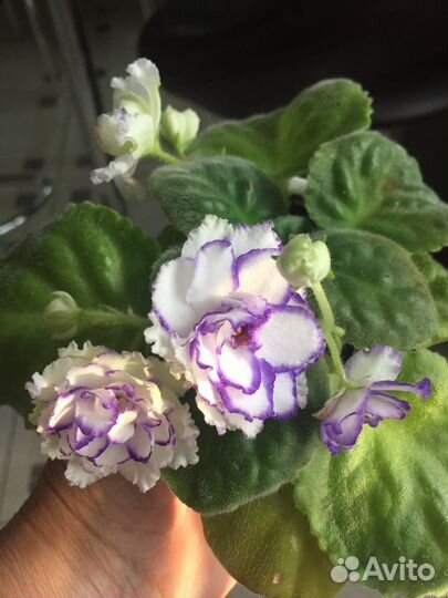 Детки сортовых фиалок