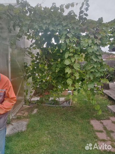 Виноград, саженцы, морозостойкие и укрывные сорта