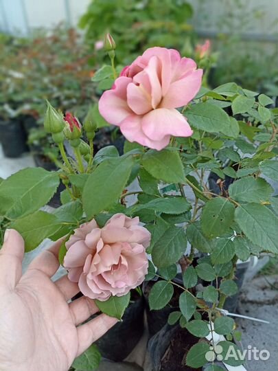 Саженцы Роз зкс