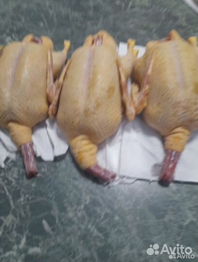 Мясо домашних уток