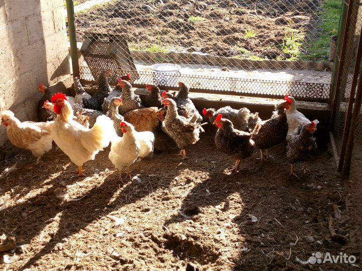 Куры несушки продам