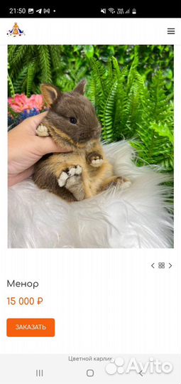 Роскошные кролики карликовые