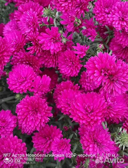 Сентябрина