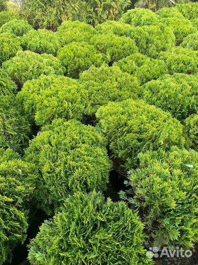 Туи, Туя Даника