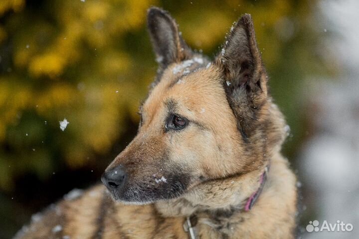 Собака Маня в добрые руки