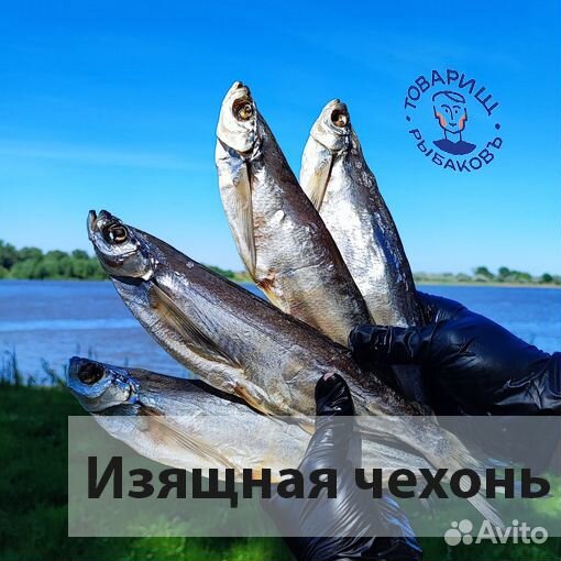 Балык сома и вобла