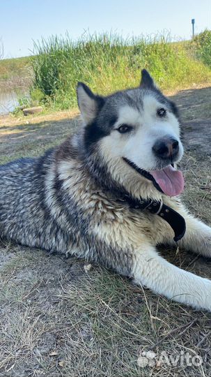 Аляскинский маламут вязка