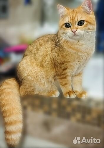 Котята золотая шиншилла