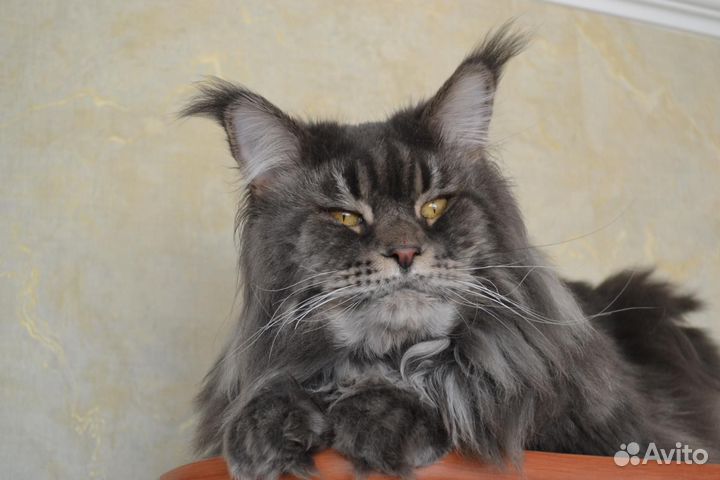 Кот мейн-кун