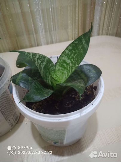 Сансевиерия