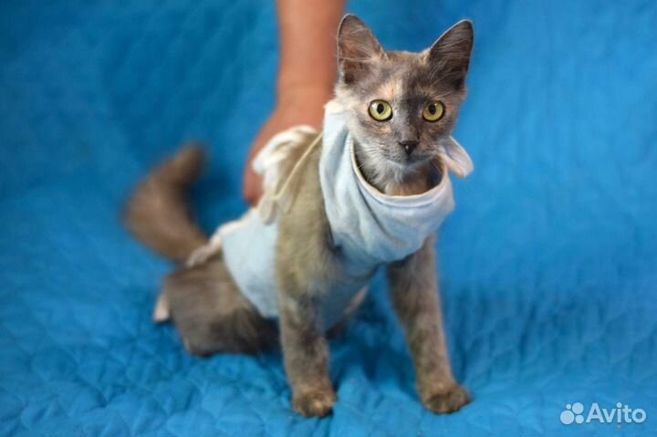 Кошки в добрые руки