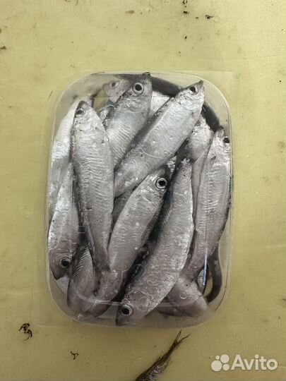 Тюлька опт и розница