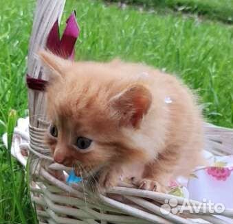 Рыжий малыш вырастет в роскошного кота. Ищем дом