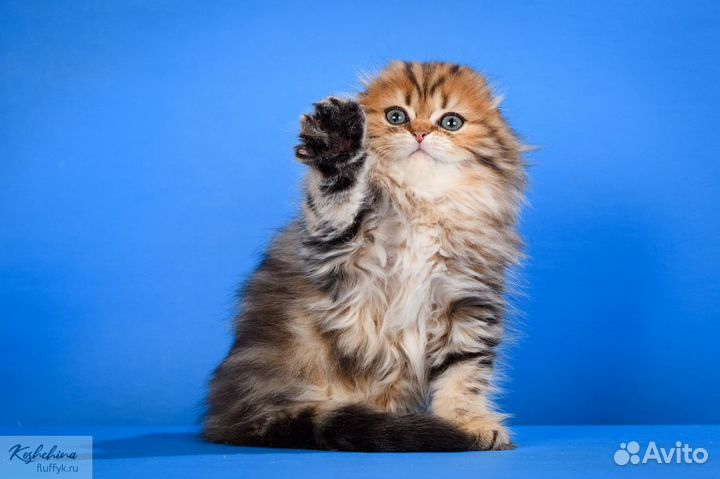 Шикарный вислоухий котик хайленд золотой мраморный