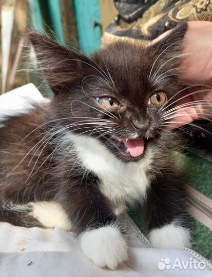 Кошки бесплатно