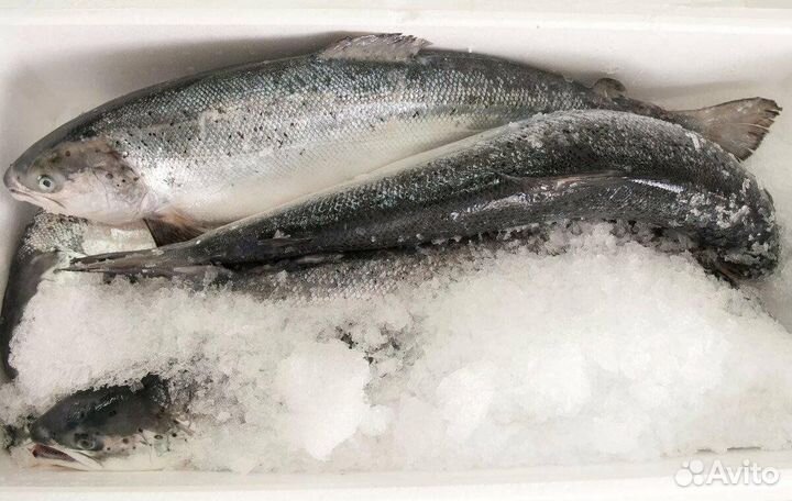 Форель охлажденная из Мурманска