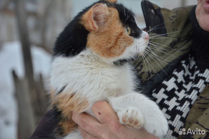 Кошка Маруся шустрая и ласковая
