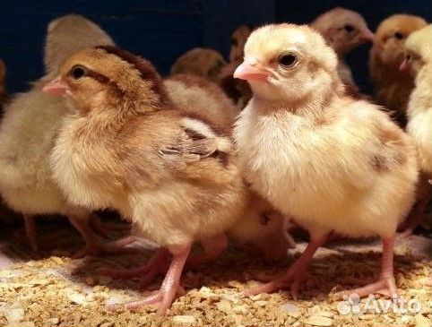 Кобб 500, росс 308, сассо в Тарасовке