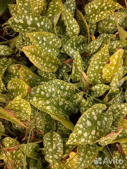 Медуница пятнистая