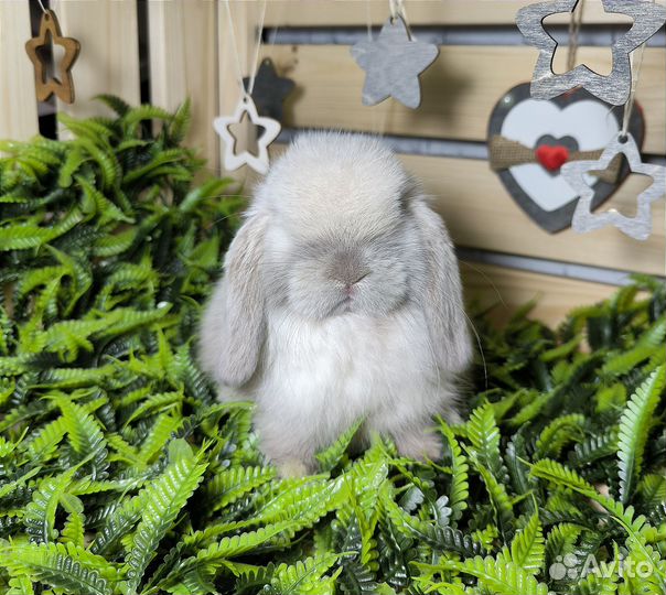 Minilop самец