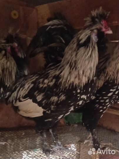 Петух павловское серебро