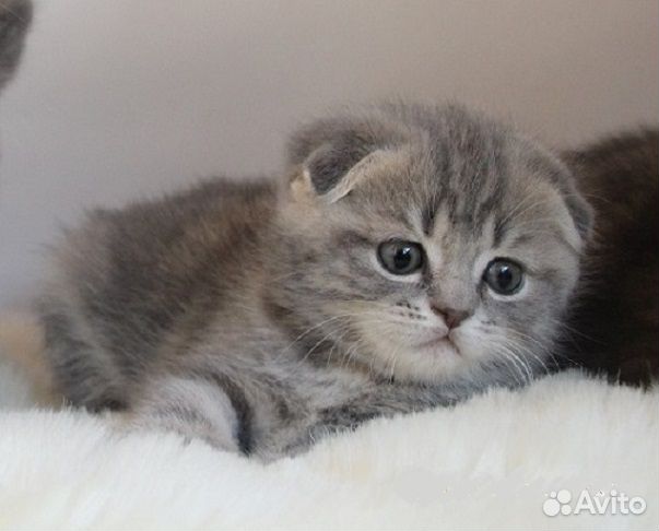 Шотландские котята
