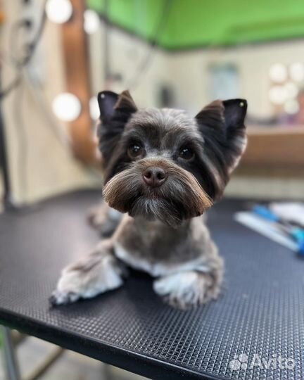 Груминг пушистиков