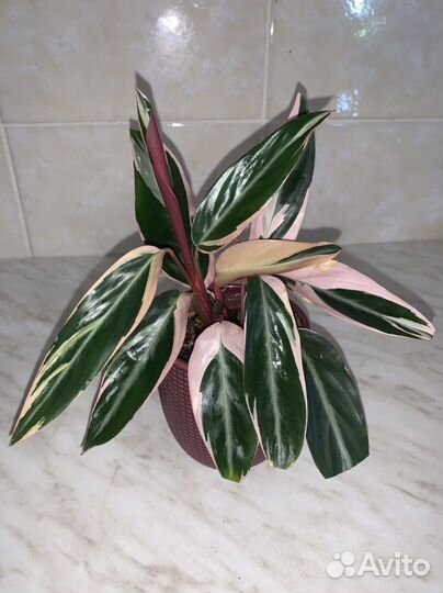 Комнатные растения