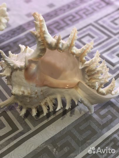 Кораллы, ракушки