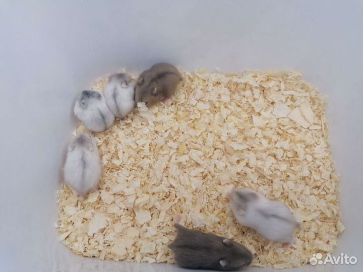 Джунгарский хомяк