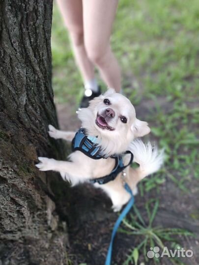 Собака вязка чихуахуа