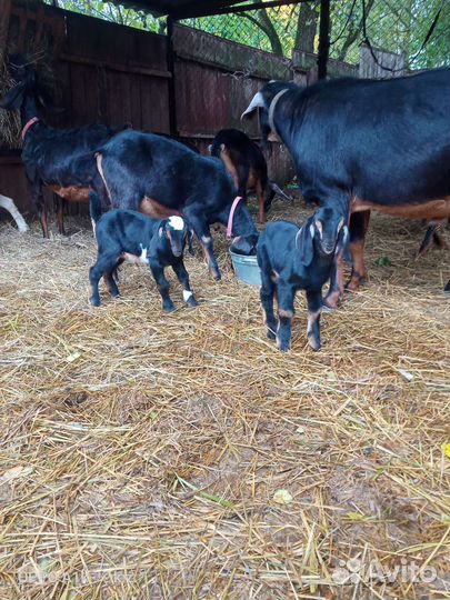 Нубийские козлята. Козлик и козочка