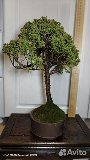 Дерево бонсай живое можжевельник