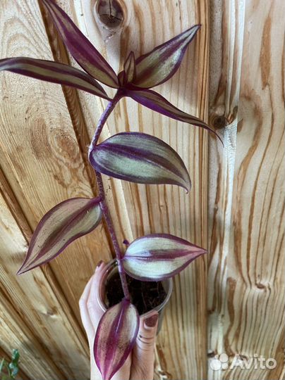 Традесканция зебрина