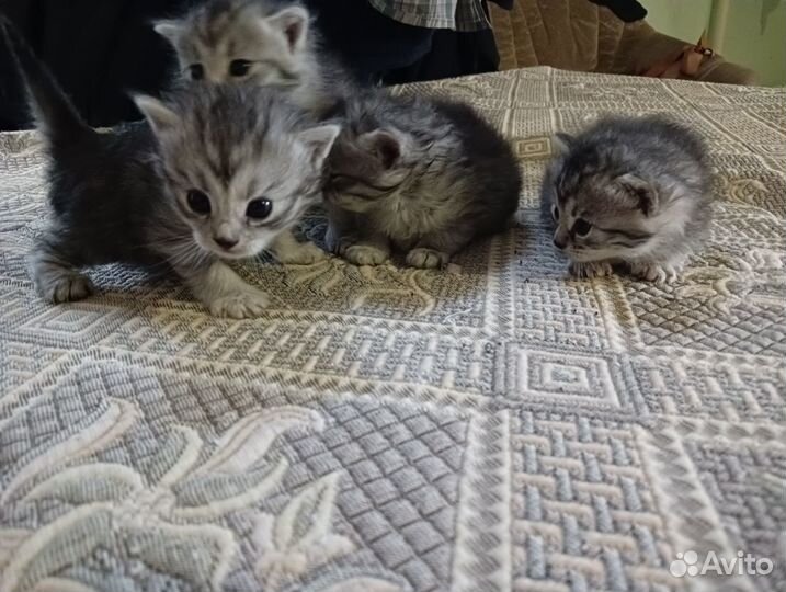 Бенгальские котята