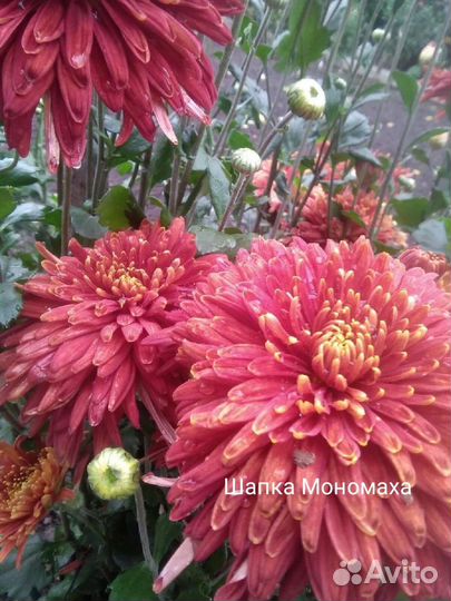 Черенки хризантемы