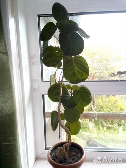 Цветы для офиса