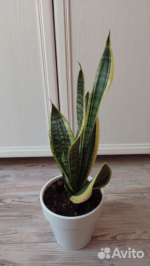 Сансевиерия