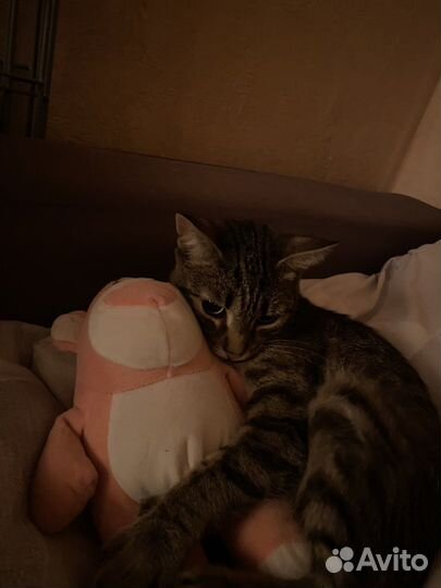 Кошка