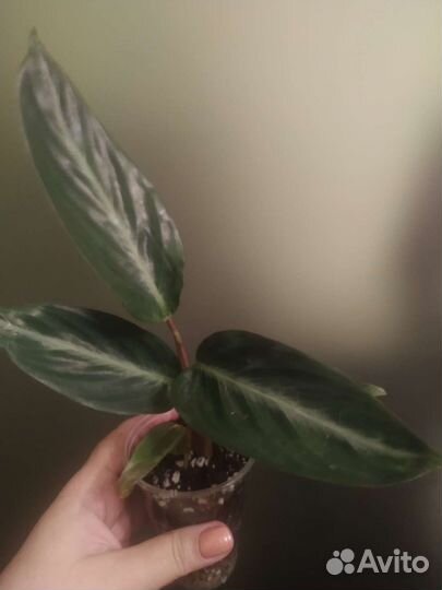 Строманта триостар