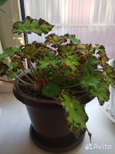 Комнатные цветы бегония