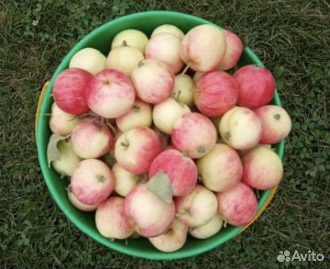 Яблоки (Московская грушовка)