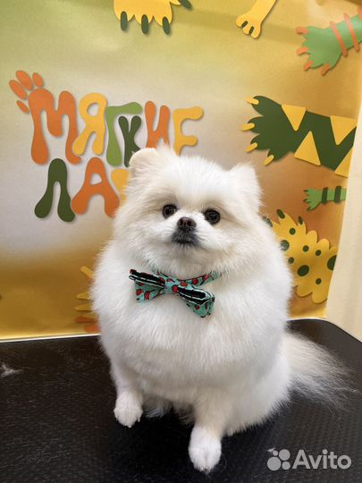 Груминг собак и кошек