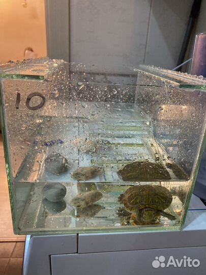 Черепаха с аквариумом